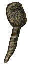 A knobbly clublike thing